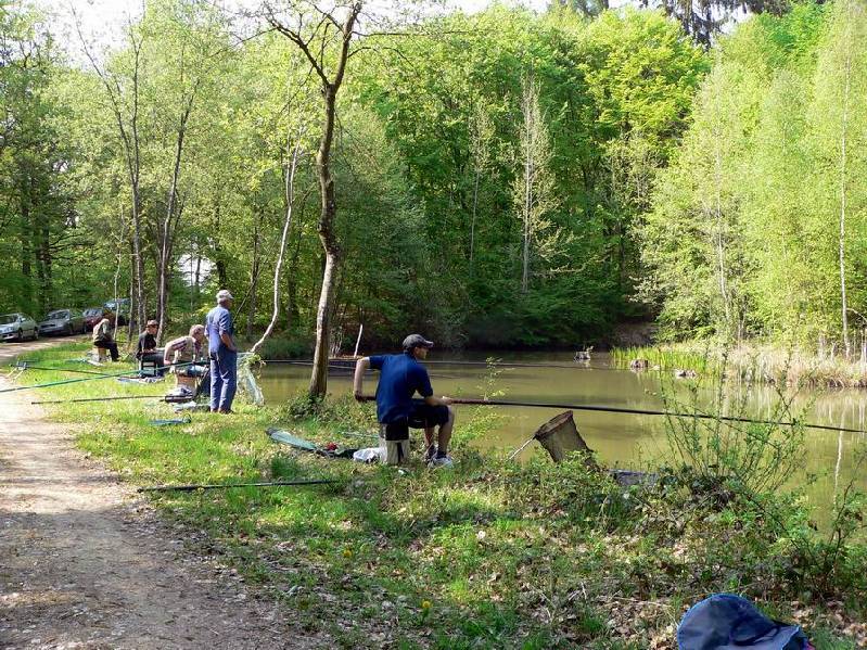 Graureiher Bild Nr.008