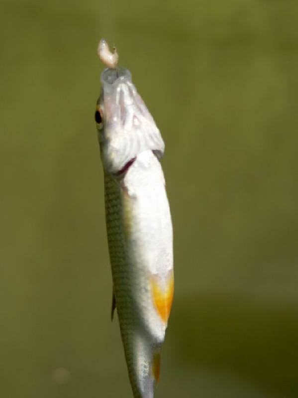 Graureiher Bild Nr.042