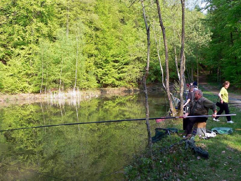 Graureiher Bild Nr.062