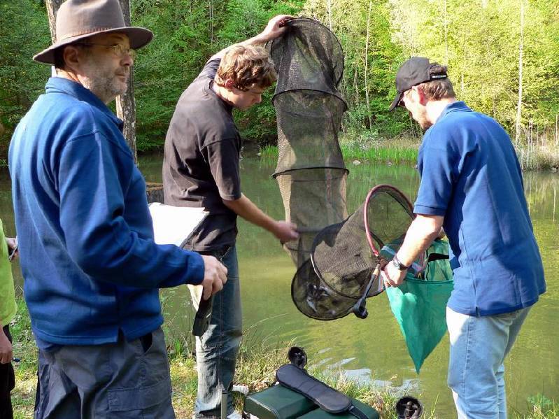 Graureiher Bild Nr.096