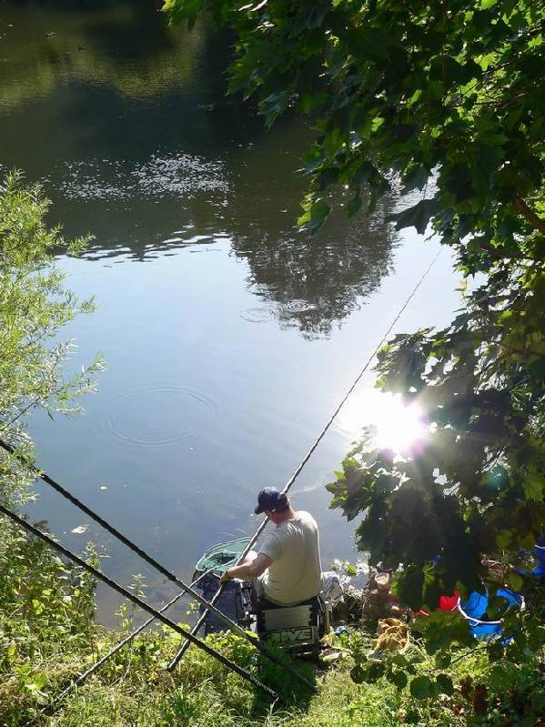 Graureiher Bild Nr.151