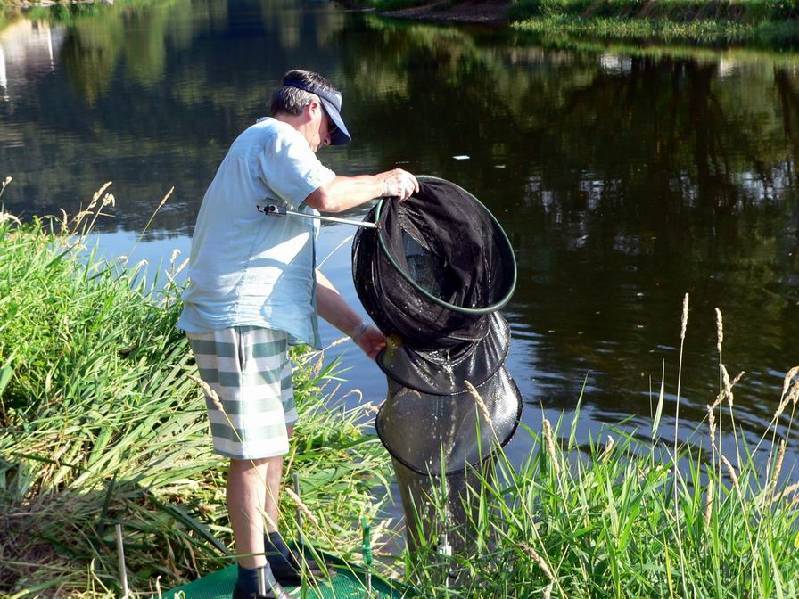 Graureiher Bild Nr.163