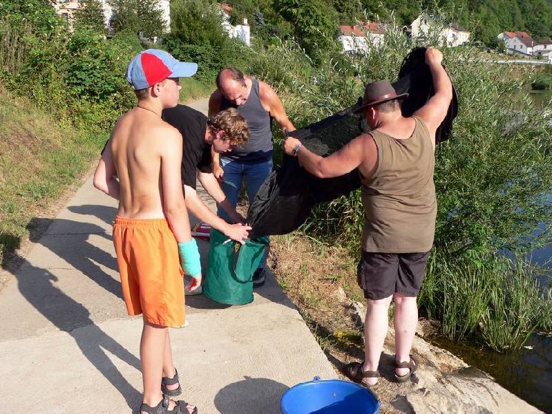 Graureiher Bild Nr.164